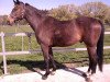 Pferd Alme's Fighter (Zangersheide Reitpferd, 1995, von Alme Crack Z)