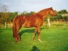 broodmare Blanka (Hanoverian, 1991, from Bergkristall)