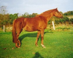 broodmare Blanka (Hanoverian, 1991, from Bergkristall)