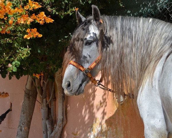 Deckhengst TROVADOR CH (Pura Raza Espanola (PRE), 2009)