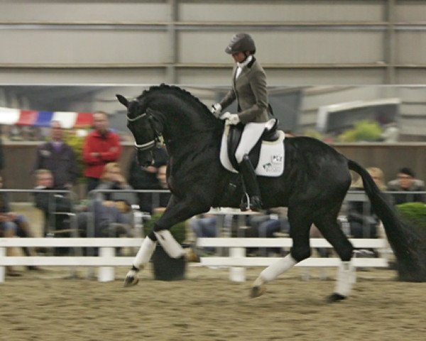 stallion Chinook (KWPN (Royal Dutch Sporthorse), 2007, from Vivaldi)