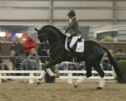 stallion Chinook (KWPN (Royal Dutch Sporthorse), 2007, from Vivaldi)