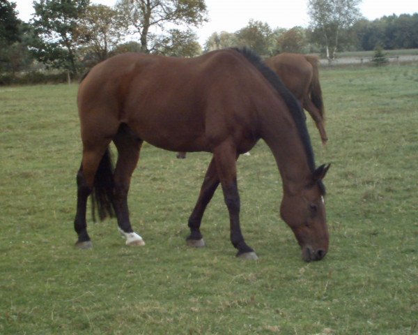 horse Weingold 35 (Oldenburg, 1985, from Weltglanz)