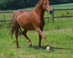 horse Erica ox (Arabian thoroughbred, 2008, from Redwood Lodge Essine ox)