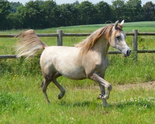 Pferd Zoya (Vollblutaraber, 2014, von CA Medon)