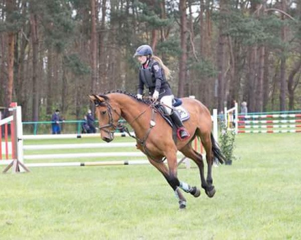 broodmare Annemie (German Sport Horse, 2011, from Criffindor)