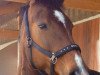 broodmare Lagolda (Oldenburg, 1998, from Lafontaine)