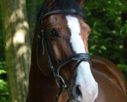 dressage horse Adonis (Oldenburg, 2004, from Abakarde)