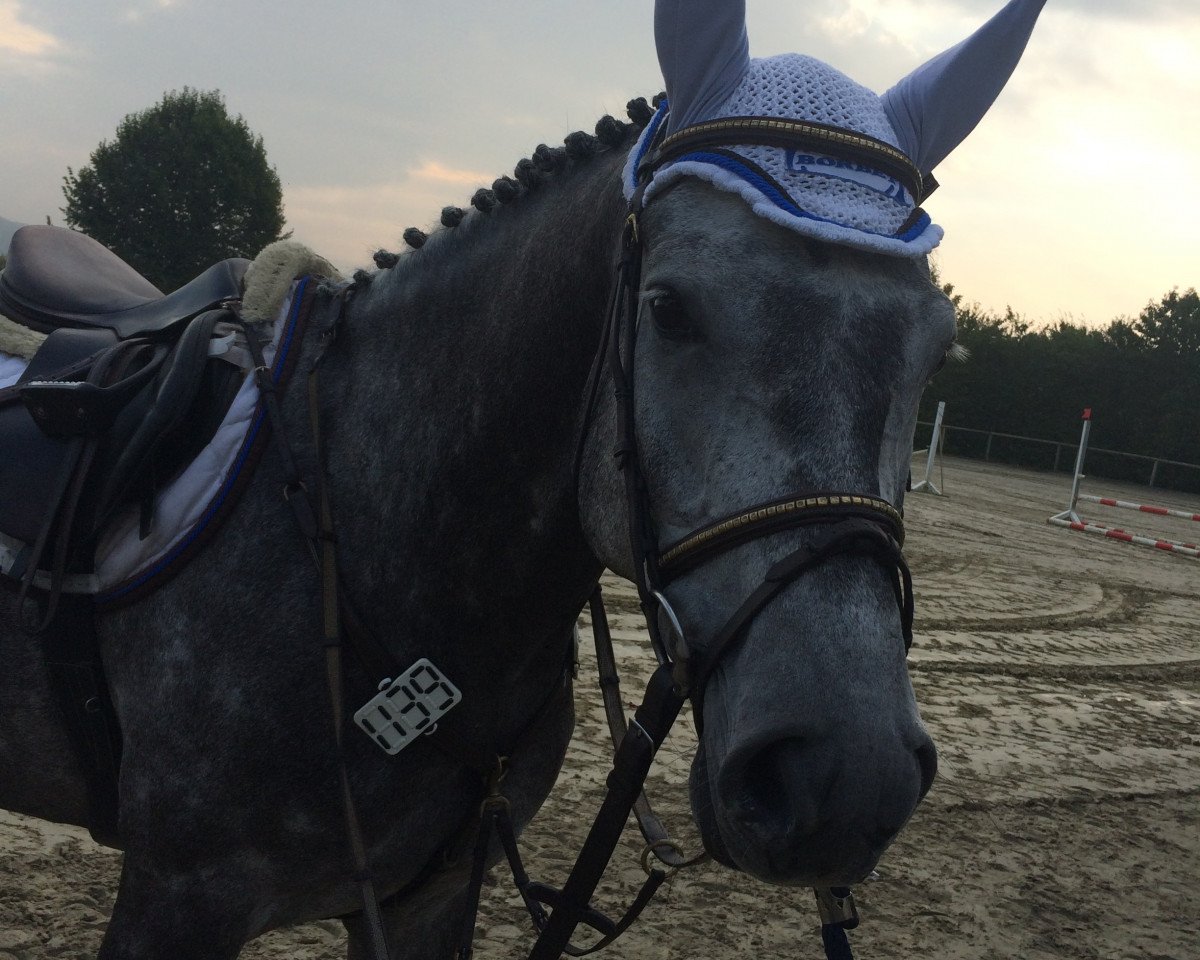 Springpferd Dumbledore 85 (Oldenburger Springpferd, 2010, von Diarado)