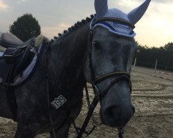 jumper Dumbledore 85 (Oldenburg show jumper, 2010, from Diarado)