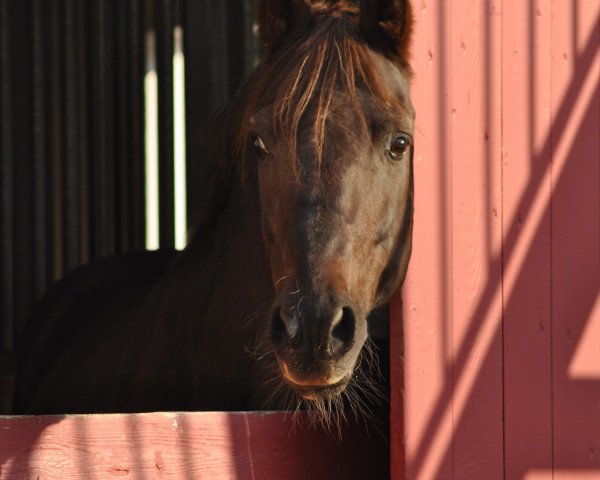 stallion Calenbergs Roman (German Riding Pony, 1989, from Silvertop's Rondo)