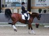 dressage horse Lobuz 2 (Polish Warmblood, 2009, from Klejnot)