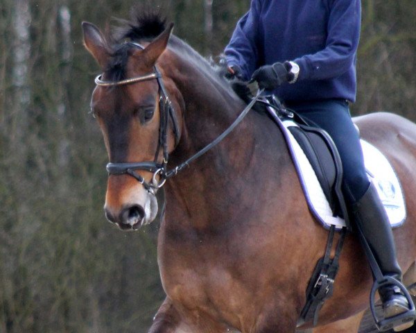 dressage horse Kenley (Hanoverian, 2008, from King Arthur TSF)