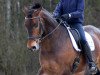 dressage horse Kenley (Hanoverian, 2008, from King Arthur TSF)