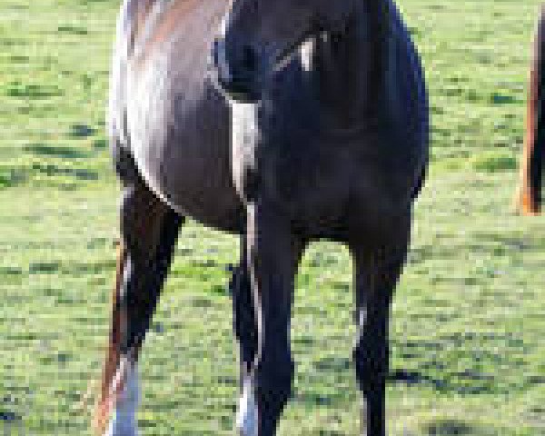 broodmare Soraya Graefin Z (Zangersheide riding horse, 2001, from Sandro)
