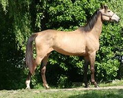 broodmare Barones Gushie (Nederlands Rijpaarden en Pony, 2011, from Baron)