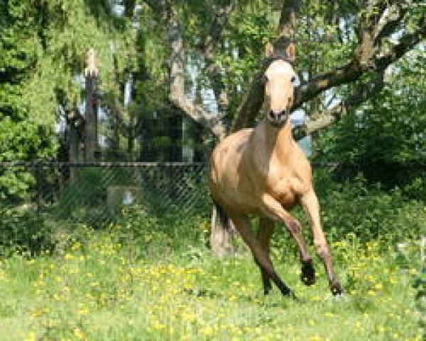 Pferd Hyper Baron (Nederlands Rijpaarden en Pony, 2012, von Baron)