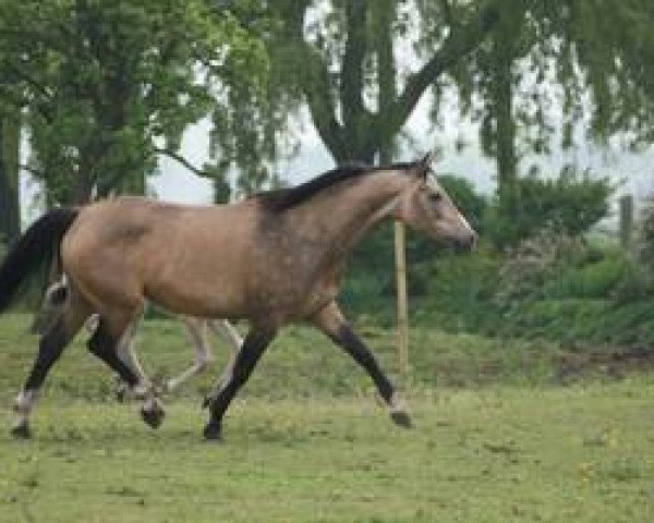 Pferd Colour Krack Barones (Nederlands Rijpaarden en Pony, 2007, von Baron)