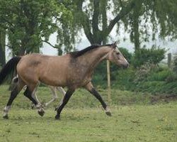 broodmare Colour Krack Barones (Nederlands Rijpaarden en Pony, 2007, from Baron)