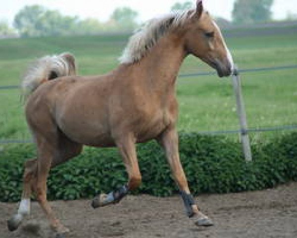 horse Gumu Baron (Nederlands Rijpaarden en Pony, 2011, from Baron)