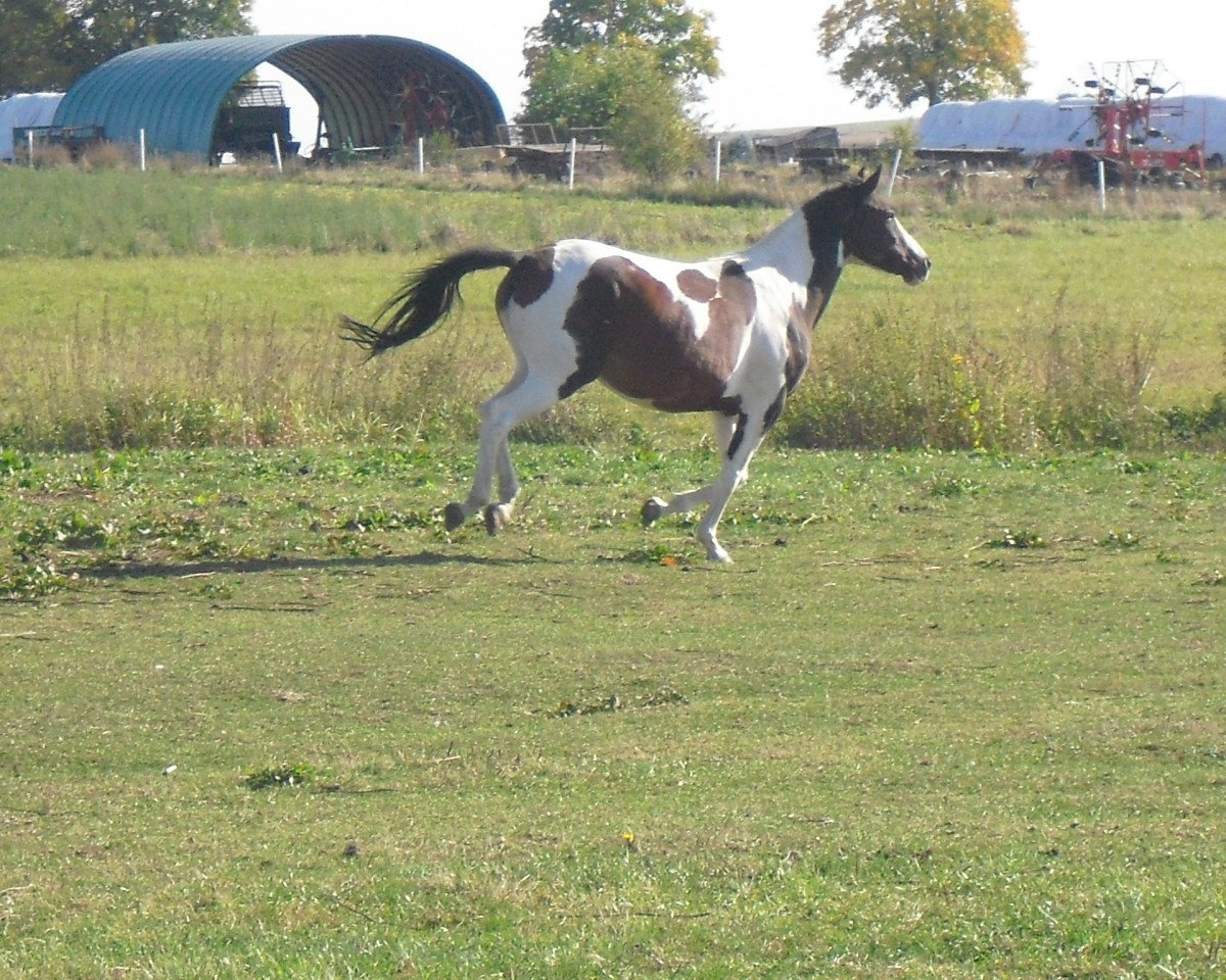Zuchtstute Sirius Delight (Deutsches Reitpferd, 2005, von Sirius Son)
