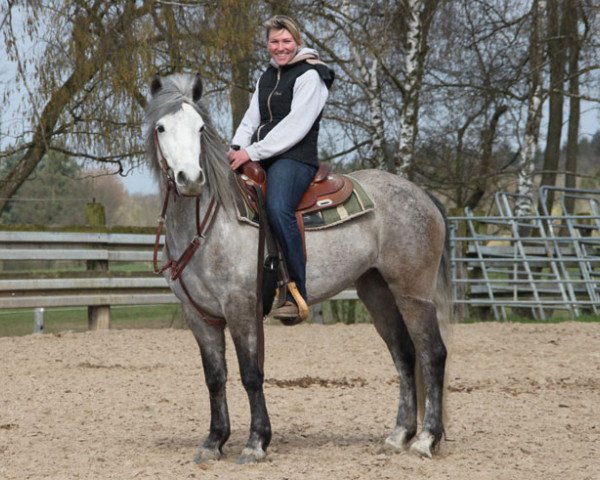 Pferd Dawn's Girl (Connemara-Pony, 2011, von Frederiksminde Hazy Move On)