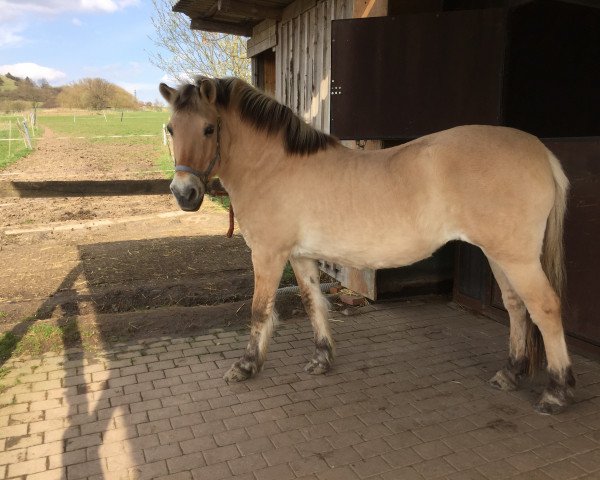 horse Eila (Fjord Horse, 1996, from Mikkel Stanstorp)