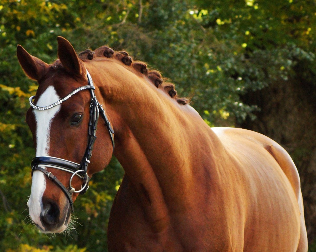 dressage horse Feivel The Skyscraper (Hanoverian, 2011, from Fürst Piccolo)