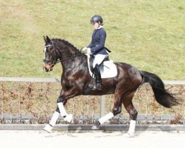 dressage horse Schoko Loco (German Sport Horse, 2011, from Simonetti)