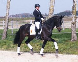 dressage horse Pasarella (Bavarian, 2012, from Supreme)