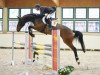 jumper Stella 930 (German Sport Horse, 2009, from Stakkato)