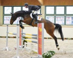 jumper Stella 930 (German Sport Horse, 2009, from Stakkato)