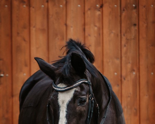 broodmare Marla (Westphalian, 1999, from Montmartre)