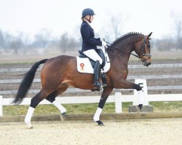 dressage horse Strenesse  (Bavarian, 2011, from Glock's Johnson Tn)