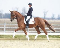 dressage horse Ribery 30 (Bavarian, 2012, from Royal Blend)