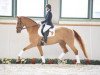 dressage horse Quantum  (German Sport Horse, 2010, from Quaterback)