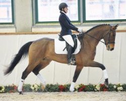 dressage horse Fope (German Sport Horse, 2012, from Fürst Wettin)