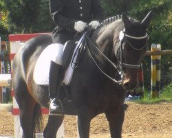 dressage horse Donnerlittchen 12 (Bavarian, 1997, from Da Vinci)