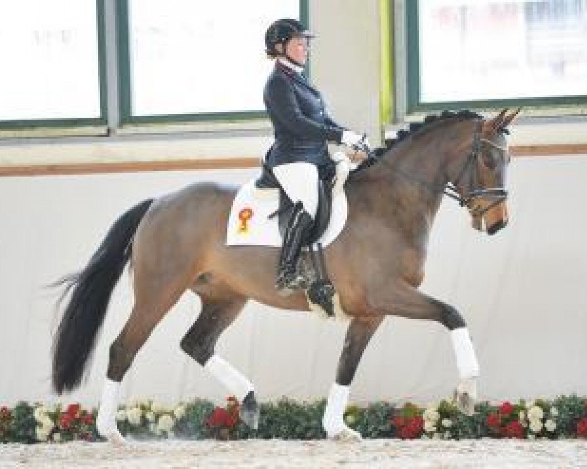 Dressurpferd Festina  (Deutsches Sportpferd, 2011, von Fidertanz)