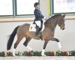 dressage horse Festina  (German Sport Horse, 2011, from Fidertanz)