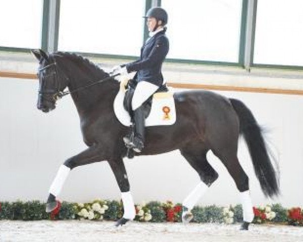 Dressurpferd Donna (Deutsches Sportpferd, 2012, von Domherr)