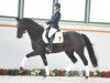 dressage horse Donna (German Sport Horse, 2012, from Domherr)