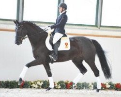 dressage horse Donna (German Sport Horse, 2012, from Domherr)