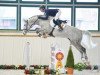 jumper Contulos (German Warmblood, 2010, from Colestus)