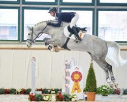 jumper Contulos (German Warmblood, 2010, from Colestus)