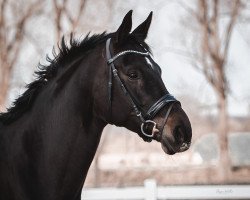 dressage horse S'Edara (Oldenburg, 2012, from Stedinger)