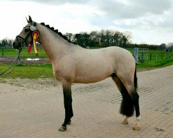 stallion Match Point (German Riding Pony, 2012, from Manchester United)