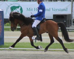 stallion Kraftur frá Efri-Þverá (Iceland Horse, 2002, from Kolfinnur frá Kjarnholtum I)