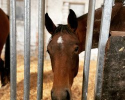 jumper Polaria Nova MW (German Sport Horse, 2020, from Karajan)