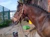 horse Bingo (German Riding Pony, 1992, from Dicky-Bow)